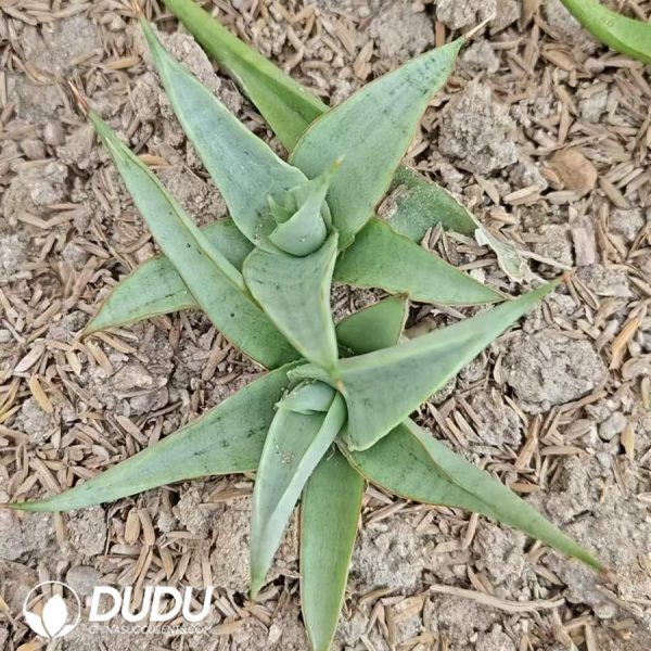 Sansevieria 'Chanin' - Image 2