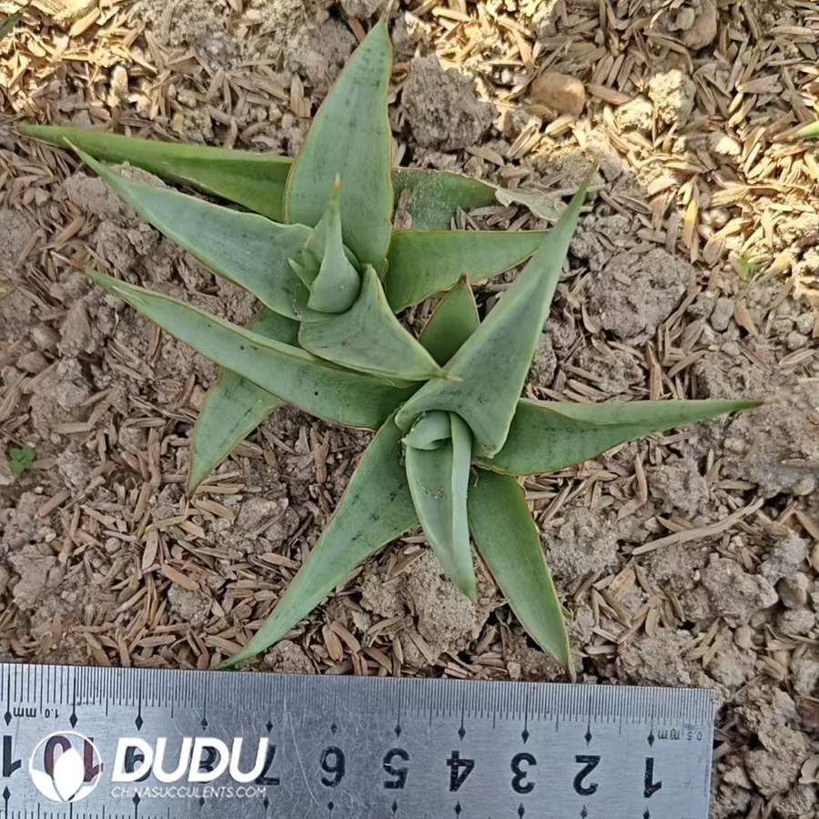 10722D100.jpg Sansevieria 'Chanin' - Image 1