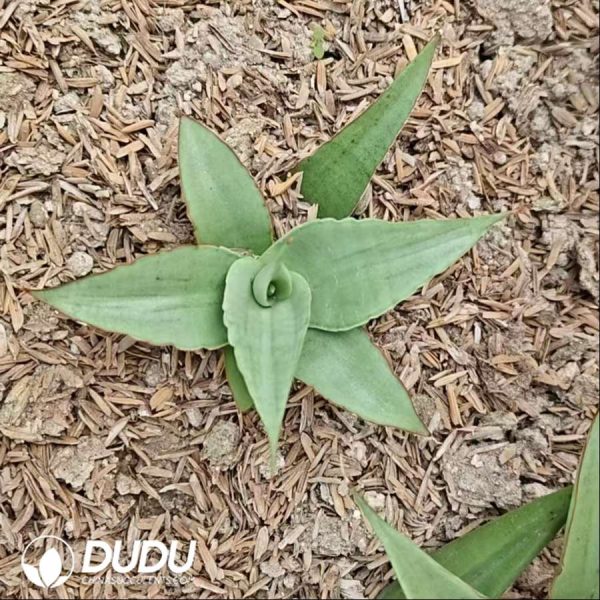 Sansevieria Milan - Image 2