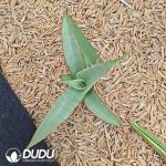 Sansevieria 'Laurentii' - Image 2