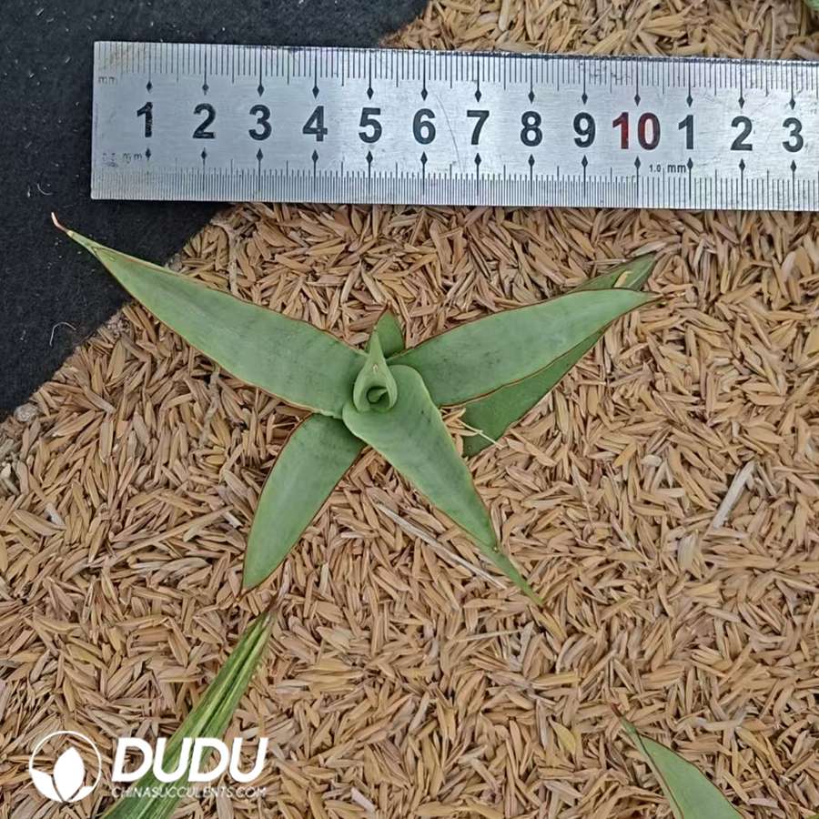 10726D100.jpg Sansevieria 'Laurentii' - Image 1
