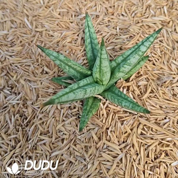 Sansevieria 'Ming Manee' - Image 2