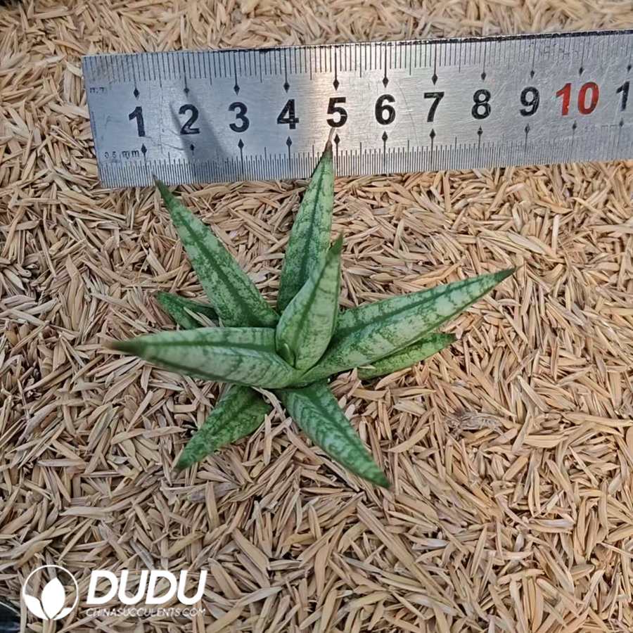 10727D80.jpg Sansevieria 'Ming Manee' - Image 1