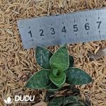 Sansevieria Black Ant