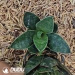 Sansevieria Black Ant - Image 2