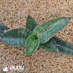 Sansevieria Nagata - Image 2