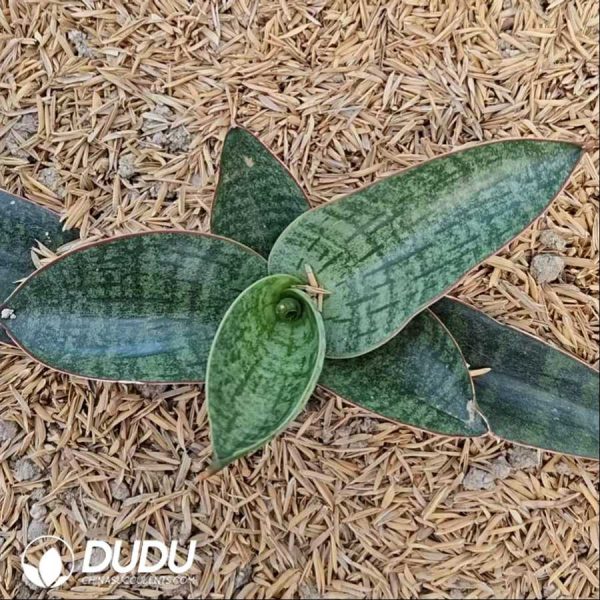 Sansevieria Nagata - Image 2