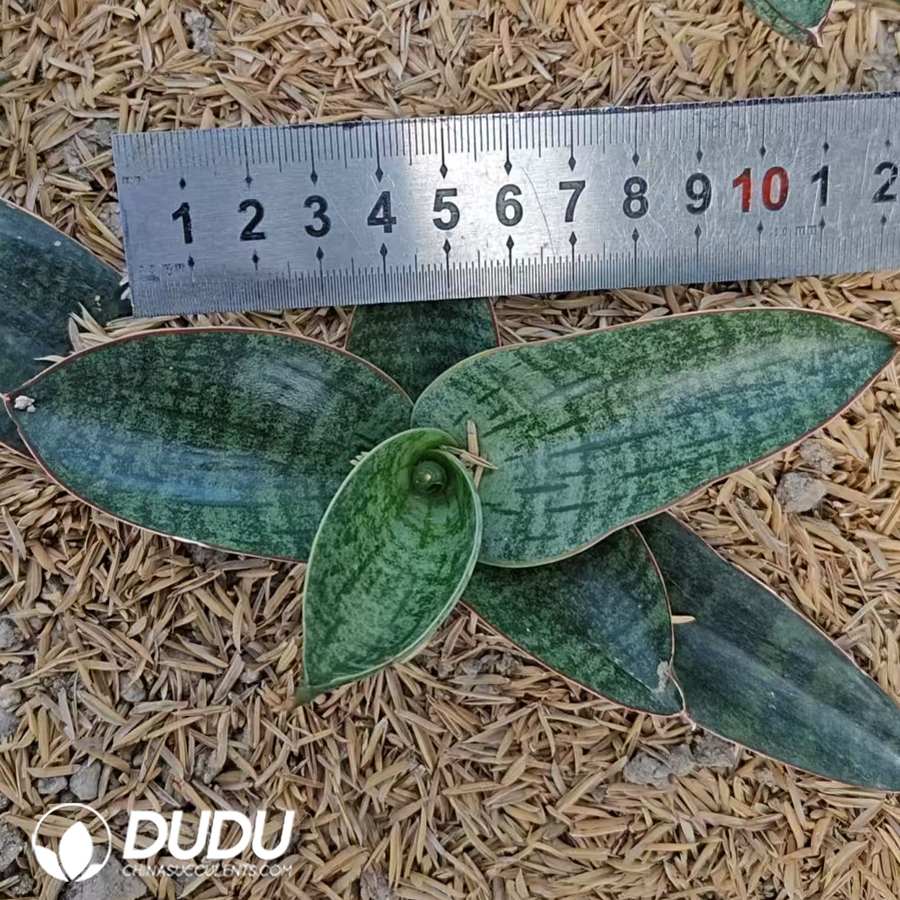 10729D120.jpg Sansevieria Nagata - Image 1