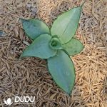 Sansevieria Manitawi - Image 2