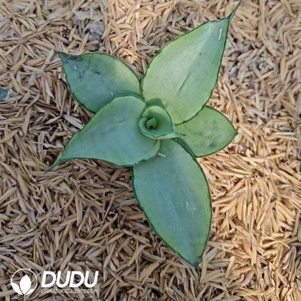 Sansevieria Manitawi - Image 2