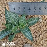 Sansevieria Royal