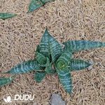 Sansevieria Royal - Image 2