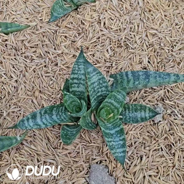 Sansevieria Royal - Image 2