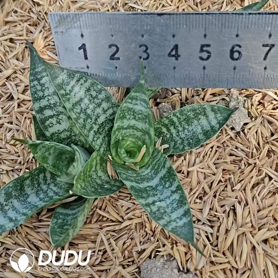 10731D60.jpg Sansevieria Royal - Image 1