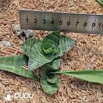 Sansevieria Mahar