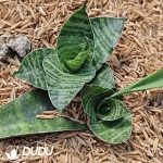 Sansevieria Mahar - Image 2