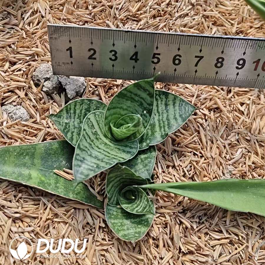 10732D70.jpg Sansevieria Mahar - Image 1