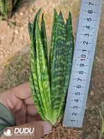 Sansevieria Shell