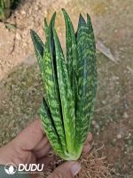 Sansevieria Shell - Image 2