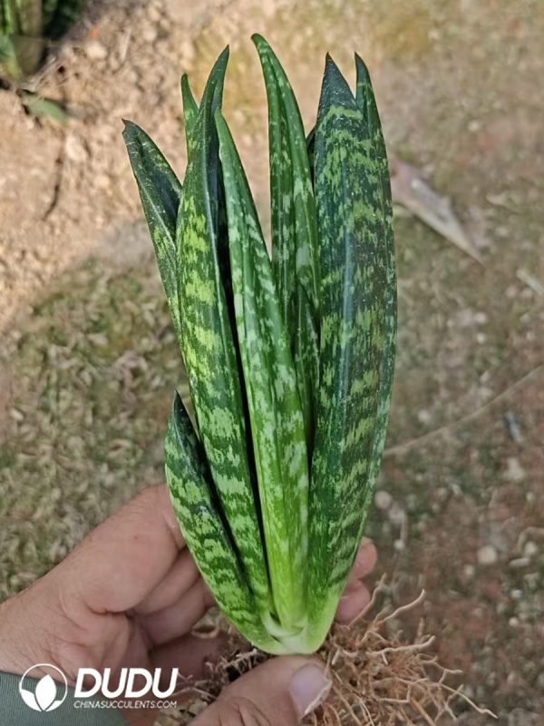 Sansevieria Shell - Image 2