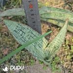 Sansevieria Tall Cleopatra