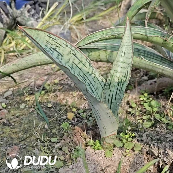 Sansevieria Tall Cleopatra - Image 2