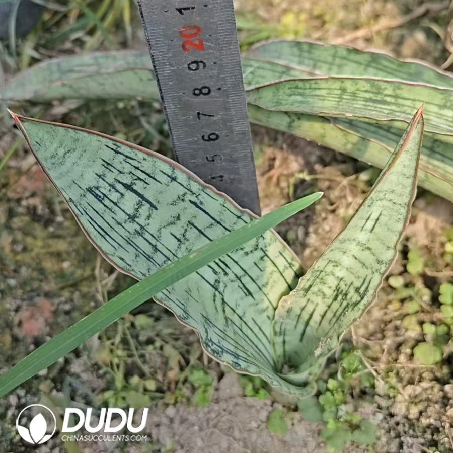 10734D200.jpg Sansevieria Tall Cleopatra - Image 1