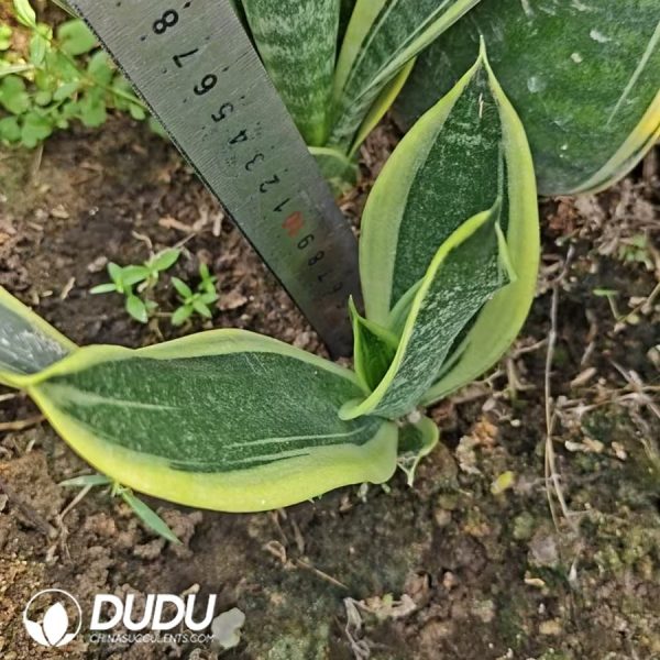 Sansevieria Canary - Image 2