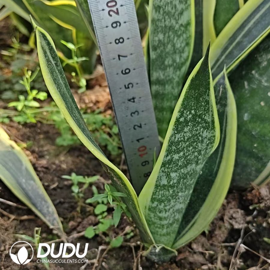 10735D200.jpg Sansevieria Canary - Image 1