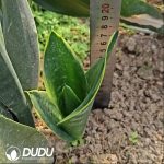 Sansevieria Black Diamond - Image 2