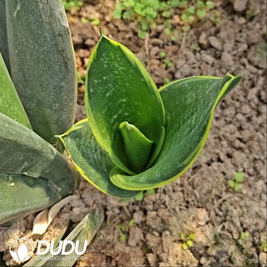 10736D200.jpg Sansevieria Black Diamond - Image 1