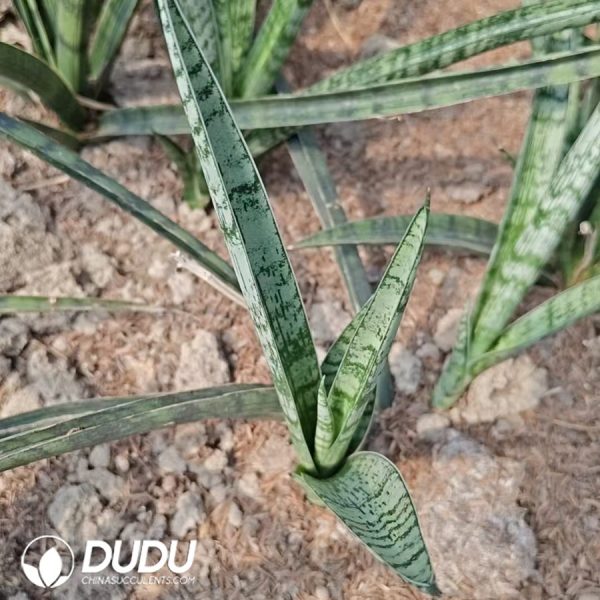 Sansevieria Silver Swan - Image 2