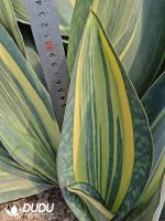 Sansevieria Yellow Baojing