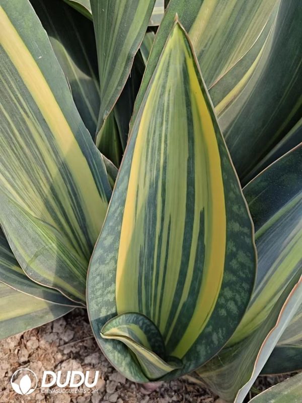 Sansevieria Yellow Baojing - Image 2