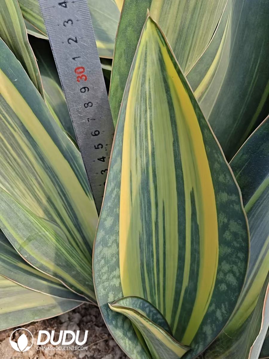 10738D300.jpg Sansevieria Yellow Baojing - Image 1
