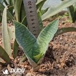 Sansevieria White Shell