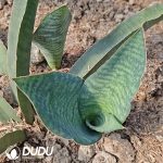 Sansevieria White Shell - Image 2