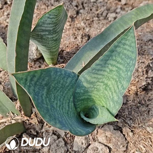 Sansevieria White Shell - Image 2