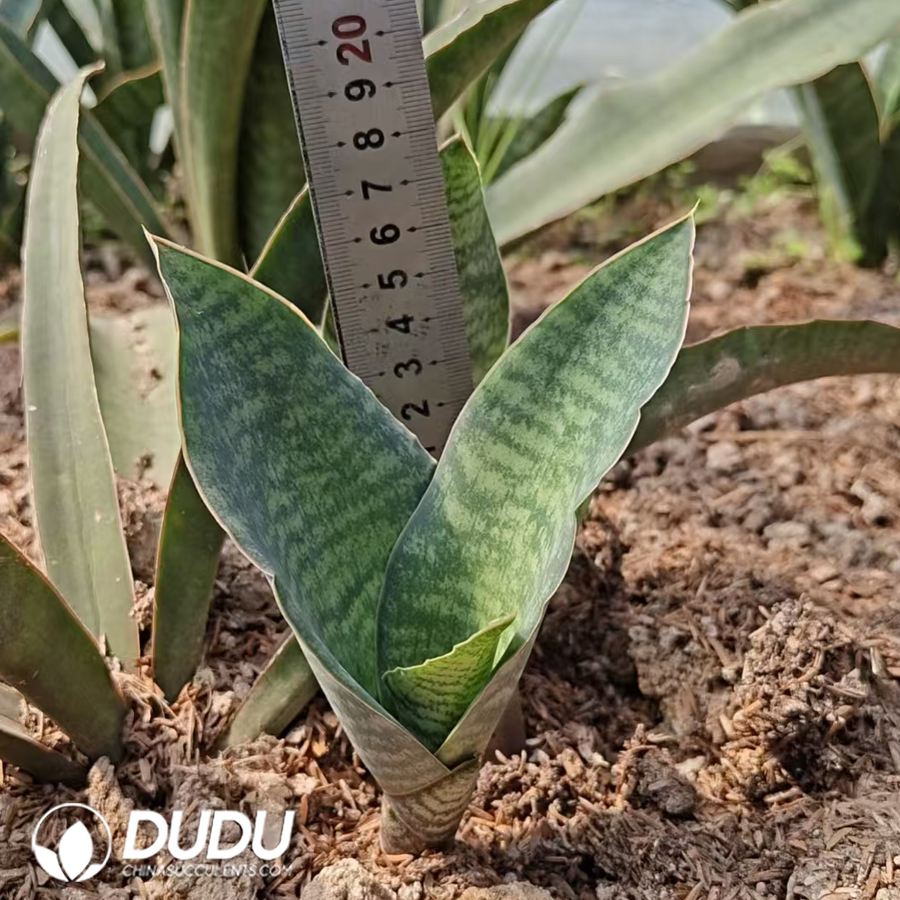 10739D180.jpg Sansevieria White Shell - Image 1