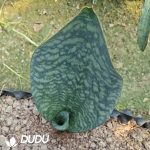 Sansevieria Green Baojing - Image 2