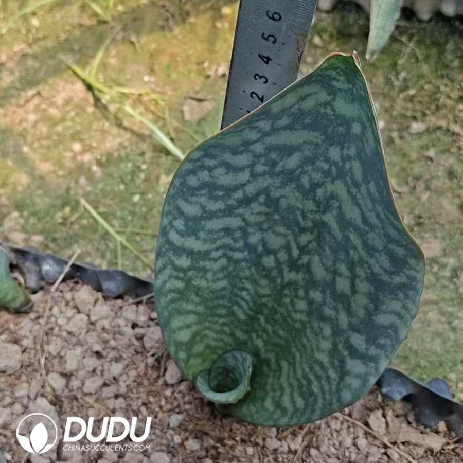 10740D300.jpg Sansevieria Green Baojing - Image 1