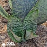 Sansevieria Silver Vein - Image 2