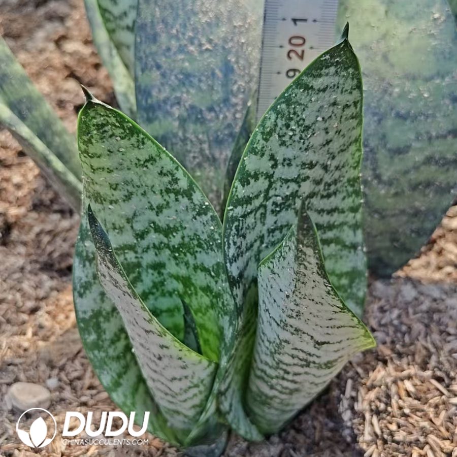 10741D250.jpg Sansevieria Silver Vein - Image 1