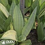 Sansevieria Oil Painting