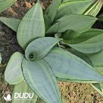 Sansevieria Oil Painting - Image 2