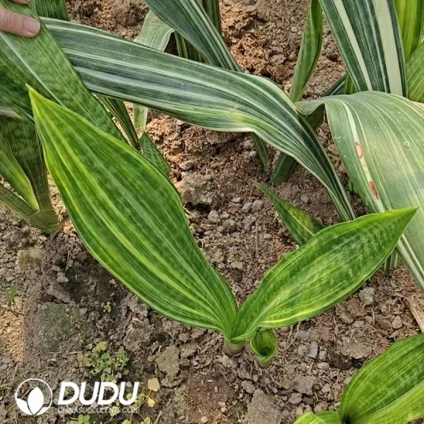 Sansevieria Lily - Image 2