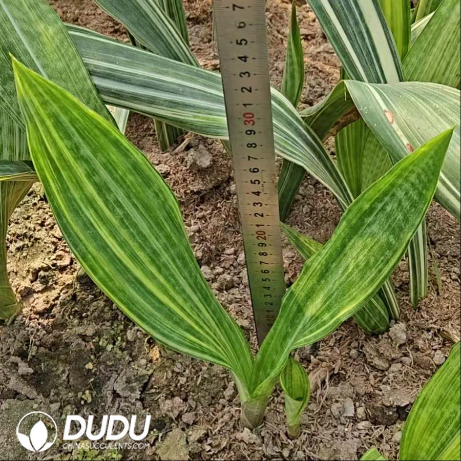 10743D350.jpg Sansevieria Lily - Image 1
