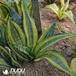 Sansevieria Trifasciata 'Gold Flame'