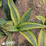 Sansevieria Trifasciata 'Gold Flame' - Image 2
