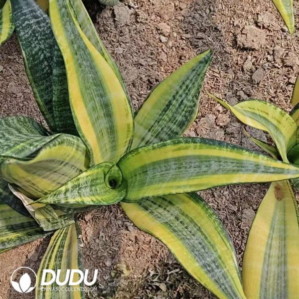Sansevieria Trifasciata 'Gold Flame' - Image 2